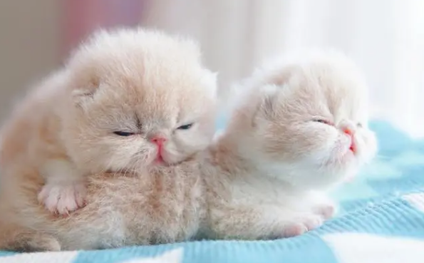 快来了解:小奶猫能吃鸡蛋吗? 快来了解:小奶猫能吃鸡蛋吗?