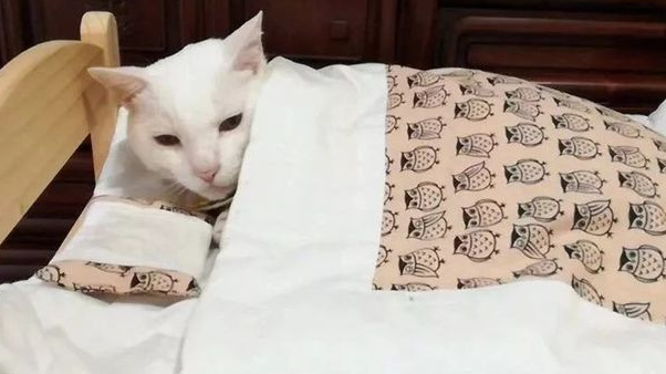 猫咪为什么嘬被子 猫咪为什么嘬被子