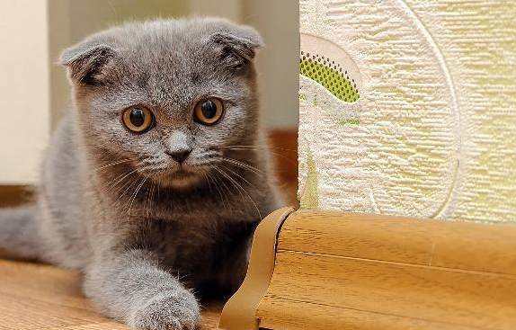 人在猫眼里是不是慢动作 人在猫眼里是不是慢动作