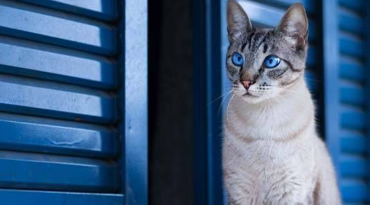 顺丰可以寄宠物猫吗