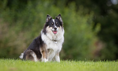 冰岛牧羊犬耳朵如何清洁？具体步骤看这里～