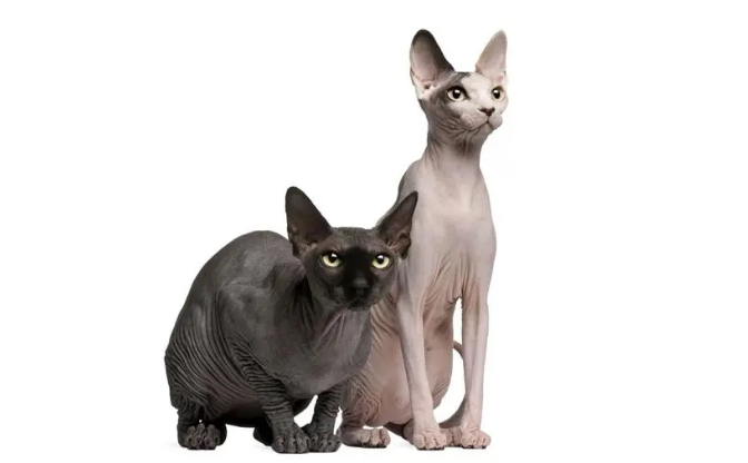 斯芬克斯猫什么颜色贵