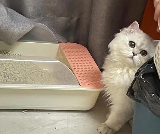 喂完克痢肽要禁食吗