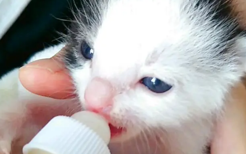 小奶猫喂奶的正确姿势？它来咯！