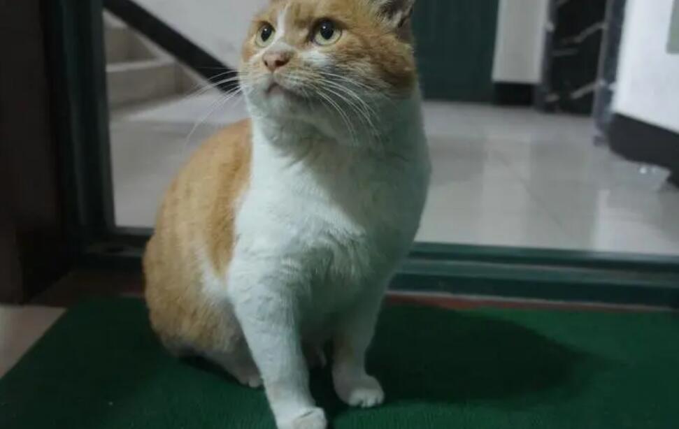野猫在家门口尿吉不吉利