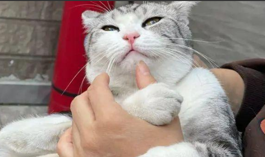 羽毛球不小心打上高处,猫咪帮忙捡个球 羽毛球不小心打上高处,猫咪帮忙捡个球