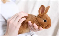 经常抱兔子兔子会死吗