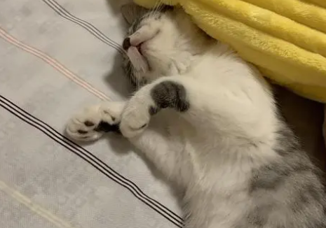 猫咪晚上睡觉会动吗为什么呢 猫咪晚上睡觉会动吗为什么呢
