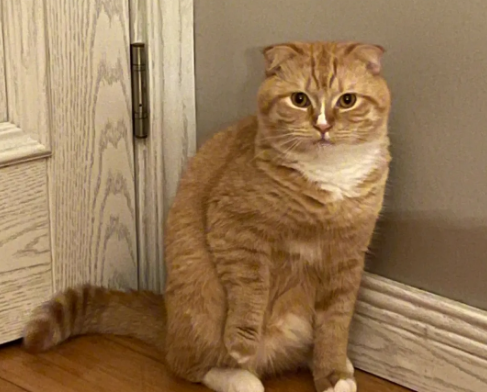 橘猫越打越凶怎么办？该不该继续呢？