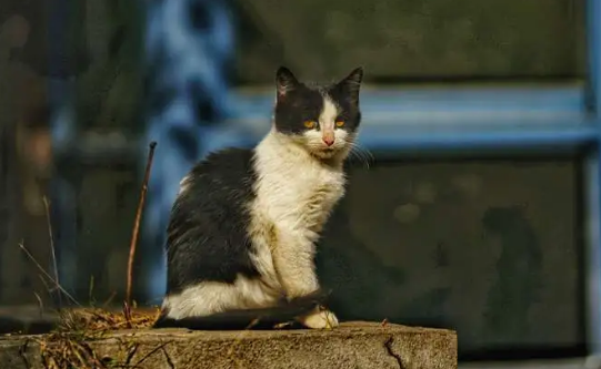 流浪猫生产时注意事项是什么?答案在这里 流浪猫生产时注意事项是什么?答案在这里