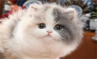长毛猫为啥叫高地