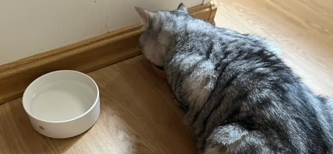 伊倍宠猫粮哪里买得到？