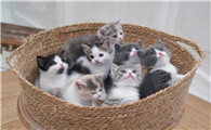 刚出生的小奶猫怎么养,这些技巧简单易懂
