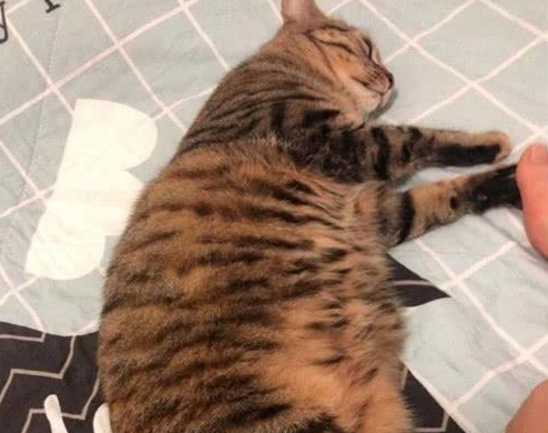 女子花100块买了4只猫，总觉得算错账了，说给丈夫听后却被嘲笑了