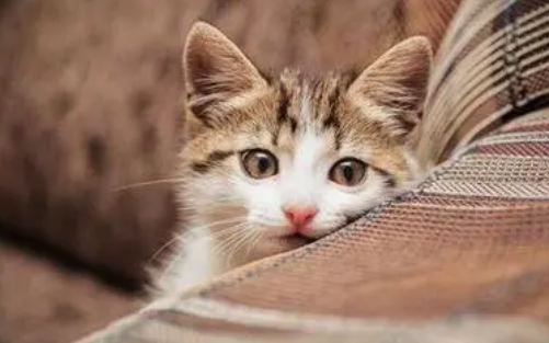 猫咪会适应噪音吗