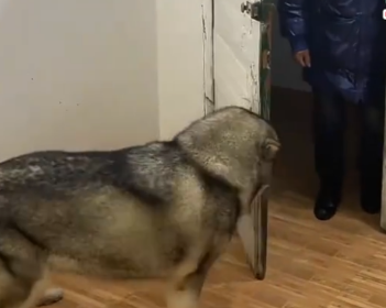 狗狗一直敲门想进卧室