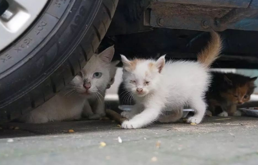 今日解析：流浪猫身上的寄生虫会钻进人皮肤吗？