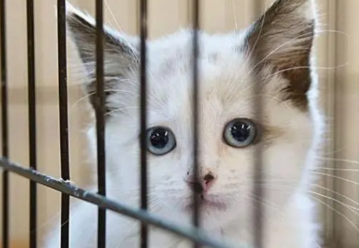 猫咪睡觉需要关笼子吗