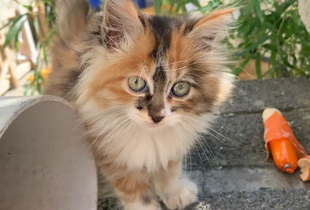 收养流浪猫要做什么检查？不妨来看看吧