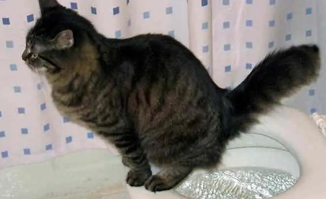 猫为什么便秘怎么办