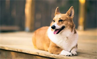 犬瘟热要死前的征兆
