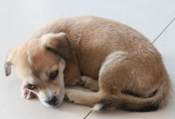 狗狗一天呕吐几次怎么做