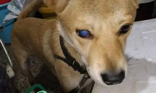 宠物狗眼睛有一层白膜怎么能治