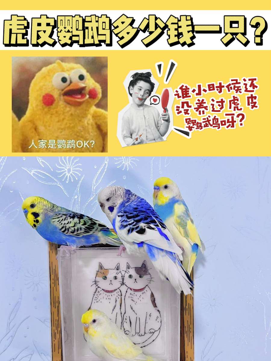 虎皮鹦鹉多少钱一只？谁还没养过虎皮鹦鹉呀