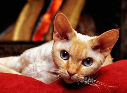 德文卷毛猫智商排第几