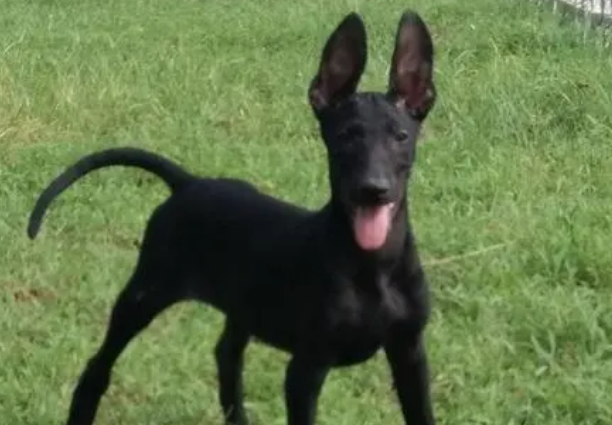 养黑狼犬要注意什么？哪些注意点需要重视？