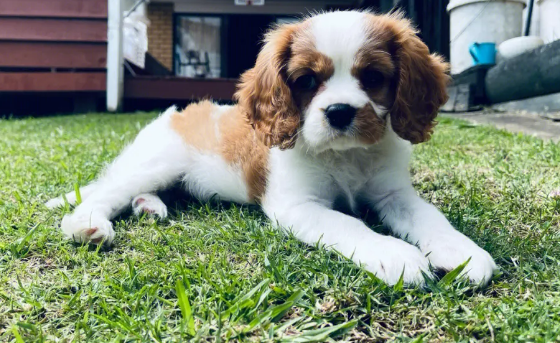 一只查理王猎犬多少钱