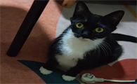四蹄踏雪胸口带白的猫