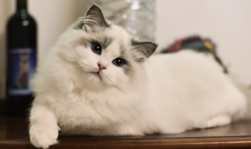 布偶猫怕蛇吗