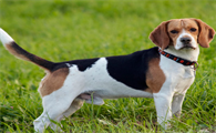 田野小猎犬有牙结石怎么办?救救你的田野小猎犬