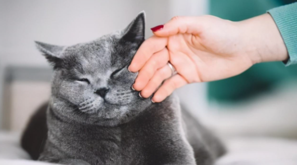 猫咪为什么能安慰人的话呢 猫咪为什么能安慰人的话呢