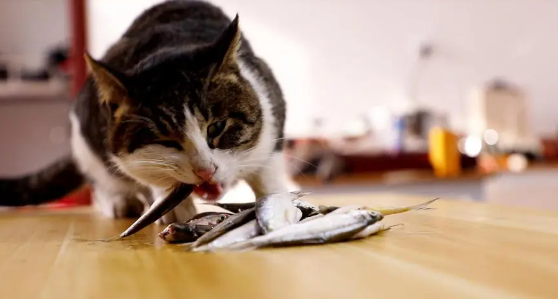 猫咪为什么不能捕食鱼呢