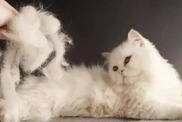 夏天猫掉毛严重该怎么改善 夏天猫掉毛严重该怎么改善