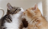 猫生完多久发一次情啊