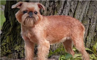 布鲁塞尔格里芬犬拉稀怎么办？主人该怎么做？
