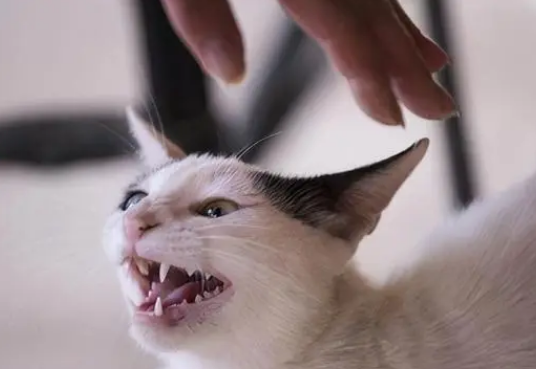 不小心用力打了猫的头 不小心用力打了猫的头
