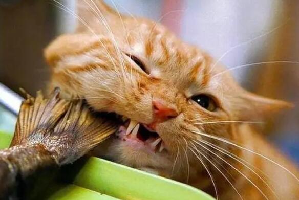 橘猫为什么爱吃鱼?原因很简单 橘猫为什么爱吃鱼?原因很简单