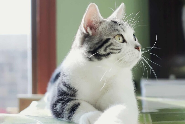 家里养宠物猫对人身体健康有害吗为什么 家里养宠物猫对人身体健康有害吗为什么