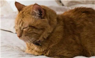猫咪为什么喜欢待门口睡觉