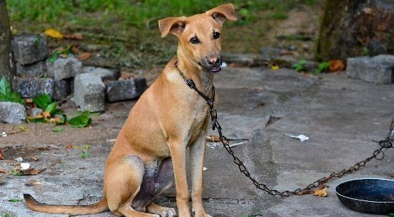狗狗知道自己被拴着吗