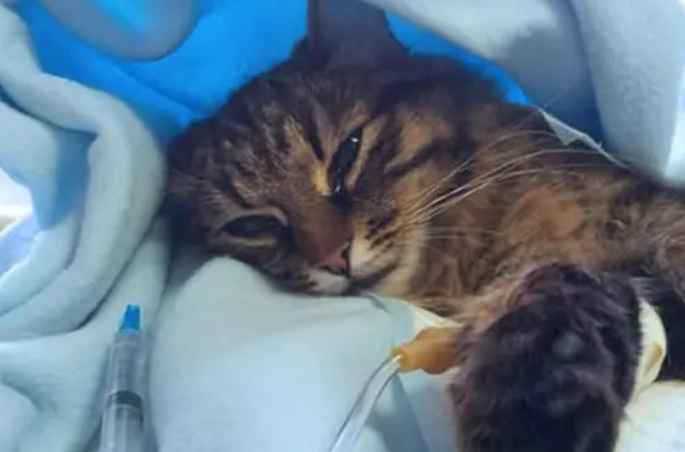 宠物猫都有什么病症