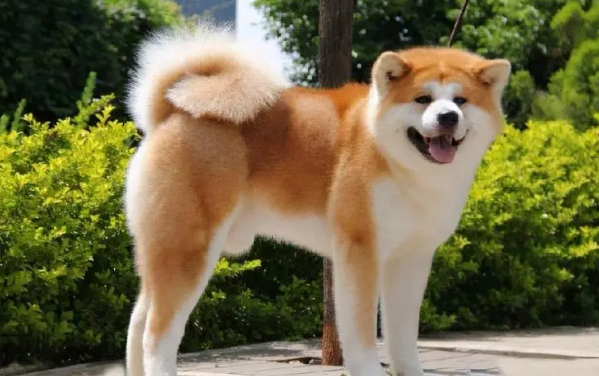 秋田犬为什么会咬家里的猫猫？怎么回事？