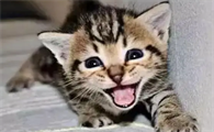 每次出门猫咪都狂叫