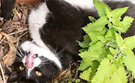 狗狗也喜欢猫薄荷吗