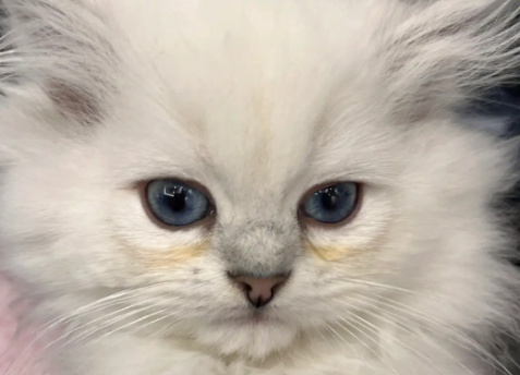 猫咪泪痕擦下来红褐色 猫咪泪痕擦下来红褐色