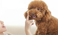 泰迪犬是否健康,看这些地方就行了,不用老跑医院